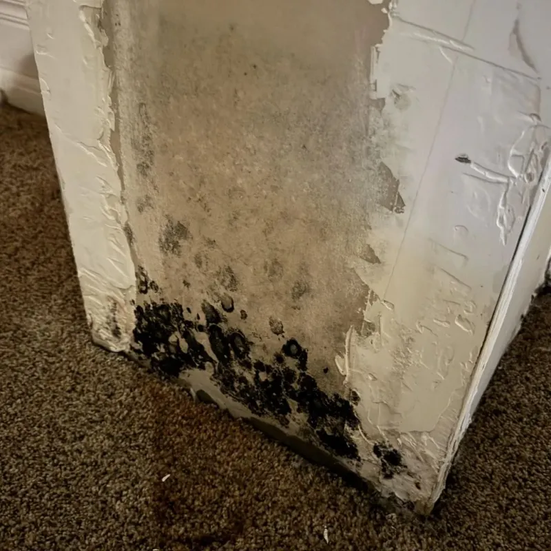 Professional Mold Removal in Marion County, GA
